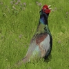 鳥撮日記　キジの警報鳴き