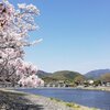 桜の花舞う嵐山