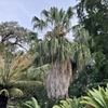 【オーストラリア】ブリスベン市立植物園～ブリスベン博物館へ朝の散策