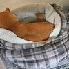 １１月になりました、だよ