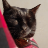 今日の黒猫モ＆白黒猫ナナの動画ー９８６
