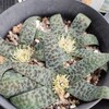 花が咲いて、花が終わったラケナリア　プシラ