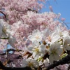 原谷苑、花の楽園