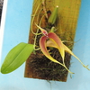 Bulbophyllum maxillare`Fantasy'   BM/JOGA 