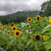 2023年8月大阪府・和歌山県・三重県・岐阜県・福井県_旅行まとめ