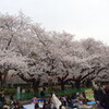 花見　2013　：　北本桜堤、吉見、上野公園