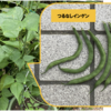 夏野菜　つるなしインゲン09【初物を収穫】
