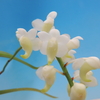 Aerides odorata  f.alba 