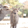 そうだ奈良、いこう