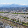 一目千本桜の下をお花見散歩 Vol.2｜船岡城址公園（宮城県柴田町）