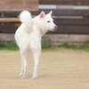 映画「ココディ・ココダ」白い犬の理由