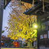 神社の銀杏