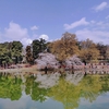 お花見するなら大宮公園へ行こう‼️日本さくら名所100選は伊達じゃない🌸