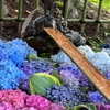 伊佐須美神社の手花水。