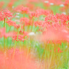 彼岸花を撮りに行けた