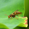 🐝不忍池は蓮の花が満開です✿