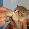 【かわいい】哺乳瓶からミルクがうまく飲めなくて暴れる子猫【動画】