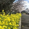 黄色のきれいな花！春に咲き誇る黄色のきれいな花の種類は何でしょう？！