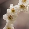 靖国神社の梅