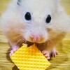 【ハムスター】うちのキンクマ紹介します‼【カンタンな飼い方も】