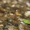 ヒメミミカキグサ　葦毛湿原の花