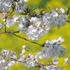 福岡城桜まつり・・今・満開です！
