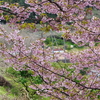 明日香村の河津桜の丘に行ってきました。