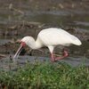 アフリカヘラサギ(African Spoonbill)など