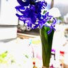 ヒアシンスの開花とこむら返りと鼎談と昼酒