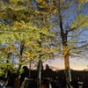 夕焼けといちょうのライトアップ