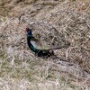 土手を登るキジの雄