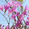 青空に映えるピンクの花