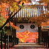 光明寺　長岡京の紅葉の名所へ　