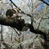 桜満開の上野公園