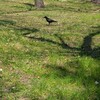 東綾瀬公園カラスさんぽ