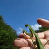 佐渡　虫たちの秋