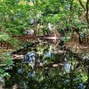 京都ぶらり　静寂のパワースポット　糺の森