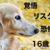 愛犬が手術①