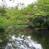 2017/04/22 根津美術館のカキツバタと、東博の茶の湯を巡る