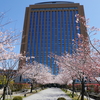 桜並木「県庁本庁舎南入口」