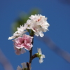 秋に梅の花