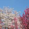 華蔵寺公園 桜 提灯ライトアップ ２０２２年は？