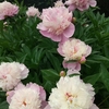 芍薬とあまごクラブ