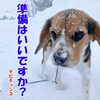 やっと晴れたからサンポに出たらやっぱり猛吹雪。