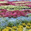 花の駅せらの花景色 ② （広島県世羅郡世羅町）