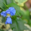 オオボウシバナの青い花と黄色の花いろいろ