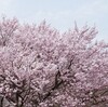 🌸ようやく満開！裏庭の桜と春のひととき🌸