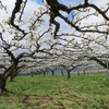 農園日誌ー端境期を脱する