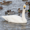 瓢湖で白鳥を見る