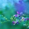 玉梓の君が使ひの手折り来る･･･巻第10-2110～2112